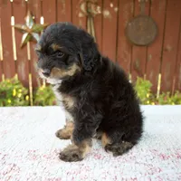 Nehemiah, a male Miniature Bernedoodle for sale in Millersburg, OH – 7 of 8
