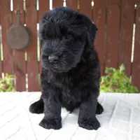 Theodore, a male Giant Schnauzer for sale in Millersburg, OH – 3 of 8