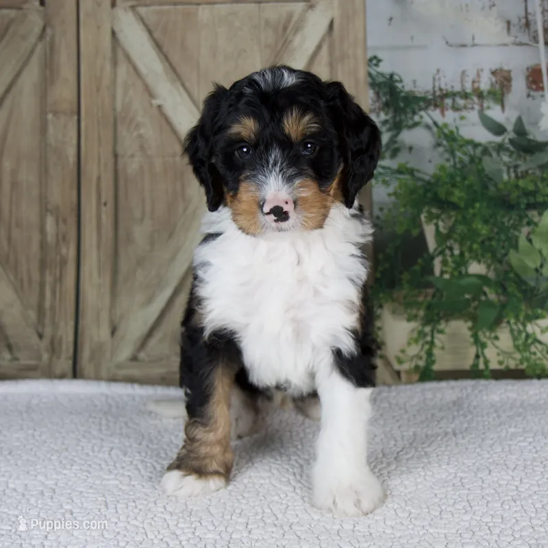 Tobias – Miniature Bernedoodle puppy for sale in Millersburg, OH