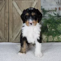 Tobias, a male Miniature Bernedoodle for sale in Millersburg, OH – 1 of 5