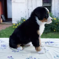 Sandra, a female Bernese Mountain Dog for sale in Millersburg, OH – 4 of 6