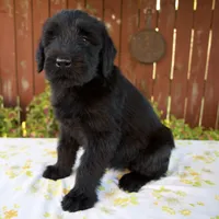 Renita, a female Giant Schnauzer for sale in Millersburg, OH – 5 of 7