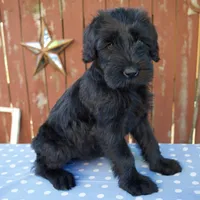 Ava, a female Giant Schnauzer for sale in Millersburg, OH – 2 of 6