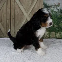 Timmy, a male Miniature Bernedoodle for sale in Millersburg, OH – 4 of 5
