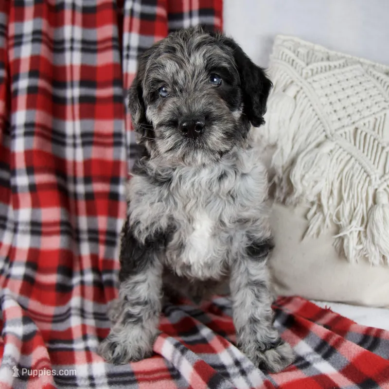 Dwight – Schnoodle puppy for sale in Millersburg, OH