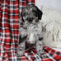 Dwight, a male Schnoodle for sale in Millersburg, OH – Photo 1 of 6