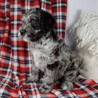 Dwight, a male Schnoodle for sale in Millersburg, OH – Photo 5 of 6