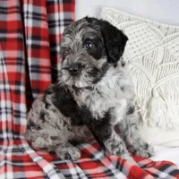 Dwight, a male Schnoodle for sale in Millersburg, OH – Photo 3 of 6