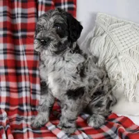 Dwight, a male Schnoodle for sale in Millersburg, OH – Photo 2 of 6