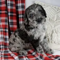 Dwight, a male Schnoodle for sale in Millersburg, OH – Photo 4 of 6