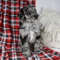 Dwight, a male Schnoodle for sale in Millersburg, OH – Photo 6 of 6