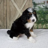 Timmy, a male Miniature Bernedoodle for sale in Millersburg, OH – 5 of 5