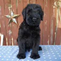 Alex, a male Giant Schnauzer for sale in Millersburg, OH – 2 of 5
