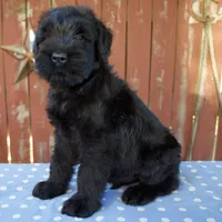 Alex, a male Giant Schnauzer for sale in Millersburg, OH – 3 of 5
