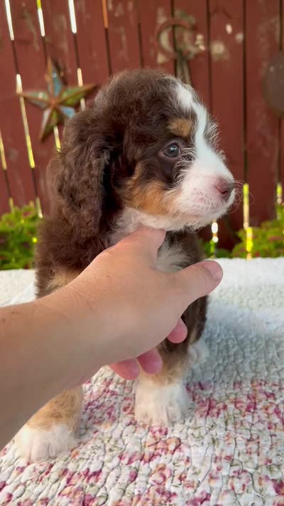 Nicole, a female Miniature Bernedoodle for sale in Millersburg, OH – 7 of 7