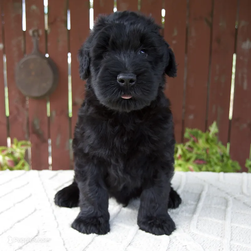 Theodore – Giant Schnauzer puppy for sale in Millersburg, OH