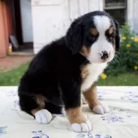Suzy, a female Bernese Mountain Dog for sale in Millersburg, OH – 4 of 5
