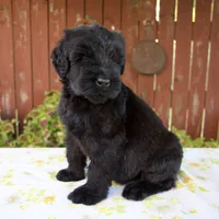 Renae, a female Giant Schnauzer for sale in Millersburg, OH – 5 of 7