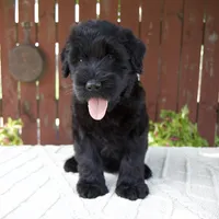 Trey, a male Giant Schnauzer for sale in Millersburg, OH – 4 of 9