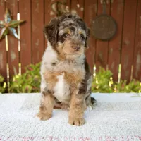 Neil, a male Miniature Bernedoodle for sale in Millersburg, OH – 4 of 7