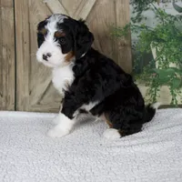 Triston, a male Miniature Bernedoodle for sale in Millersburg, OH – 2 of 5