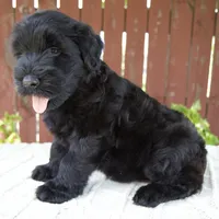 Trey, a male Giant Schnauzer for sale in Millersburg, OH – 5 of 9