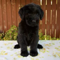 Roxann, a female Giant Schnauzer for sale in Millersburg, OH – 5 of 8