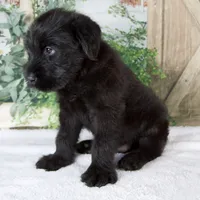 Kenny, a male Giant Schnauzer for sale in Millersburg, OH – 3 of 8