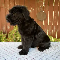 Olen, a male Giant Schnauzer for sale in Millersburg, OH – 3 of 5