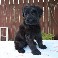 Lorraine, a female Giant Schnauzer for sale in Millersburg, OH – 7 of 8