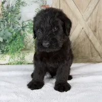 Kendrick, a male Giant Schnauzer for sale in Millersburg, OH – 1 of 7