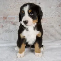 Rocky, a male Bernese Mountain Dog for sale in Millersburg, OH – 5 of 6