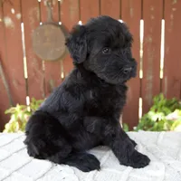 Tiffany, a female Giant Schnauzer for sale in Millersburg, OH – 5 of 10