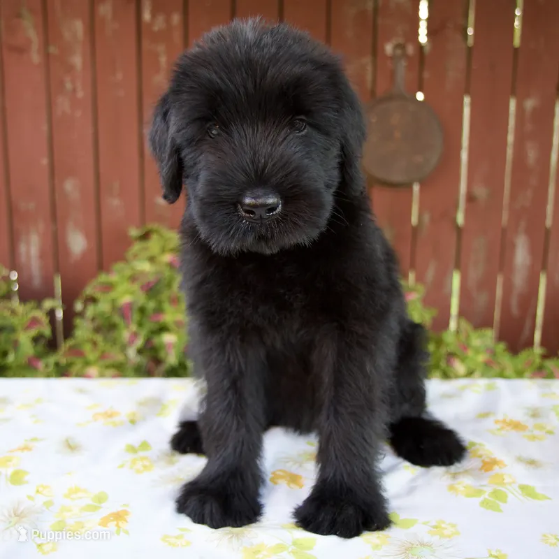 Rachelle – Giant Schnauzer puppy for sale in Millersburg, OH
