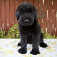 Rachelle, a female Giant Schnauzer for sale in Millersburg, OH – 1 of 7