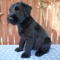Anita, a female Giant Schnauzer for sale in Millersburg, OH – 3 of 5