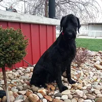 Kenny, a male Giant Schnauzer for sale in Millersburg, OH – 8 of 8