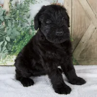 Kate , a female Giant Schnauzer for sale in Millersburg, OH – 6 of 8