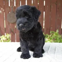 Trey, a male Giant Schnauzer for sale in Millersburg, OH – 3 of 9