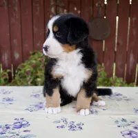 Sadie, a female Bernese Mountain Dog for sale in Millersburg, OH – 4 of 7