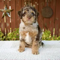 Neil, a male Miniature Bernedoodle for sale in Millersburg, OH – 2 of 7