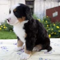 Sara Beth, a female Bernese Mountain Dog for sale in Millersburg, OH – 6 of 6