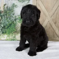 Kaylie, a female Giant Schnauzer for sale in Millersburg, OH – 2 of 8