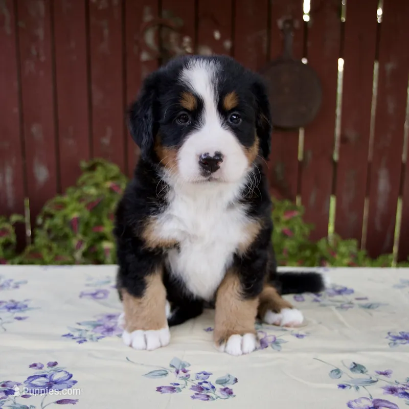 Sadie – Bernese Mountain Dog puppy for sale in Millersburg, OH