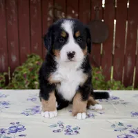 Sadie, a female Bernese Mountain Dog for sale in Millersburg, OH – 1 of 7