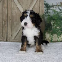 Tyler, a male Miniature Bernedoodle for sale in Millersburg, OH – 6 of 6