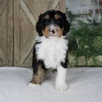 Tobias, a male Miniature Bernedoodle for sale in Millersburg, OH – 5 of 5
