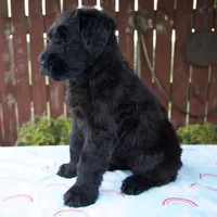 Lorraine, a female Giant Schnauzer for sale in Millersburg, OH – 5 of 8