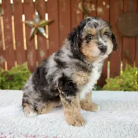 Nate, a male Miniature Bernedoodle for sale in Millersburg, OH – 3 of 8