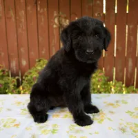 Roxann, a female Giant Schnauzer for sale in Millersburg, OH – 2 of 8